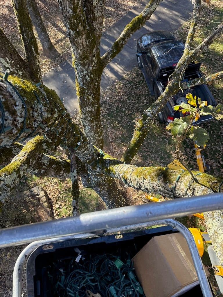 Creating a Nighttime Wonderland with Custom Tree Lighting image