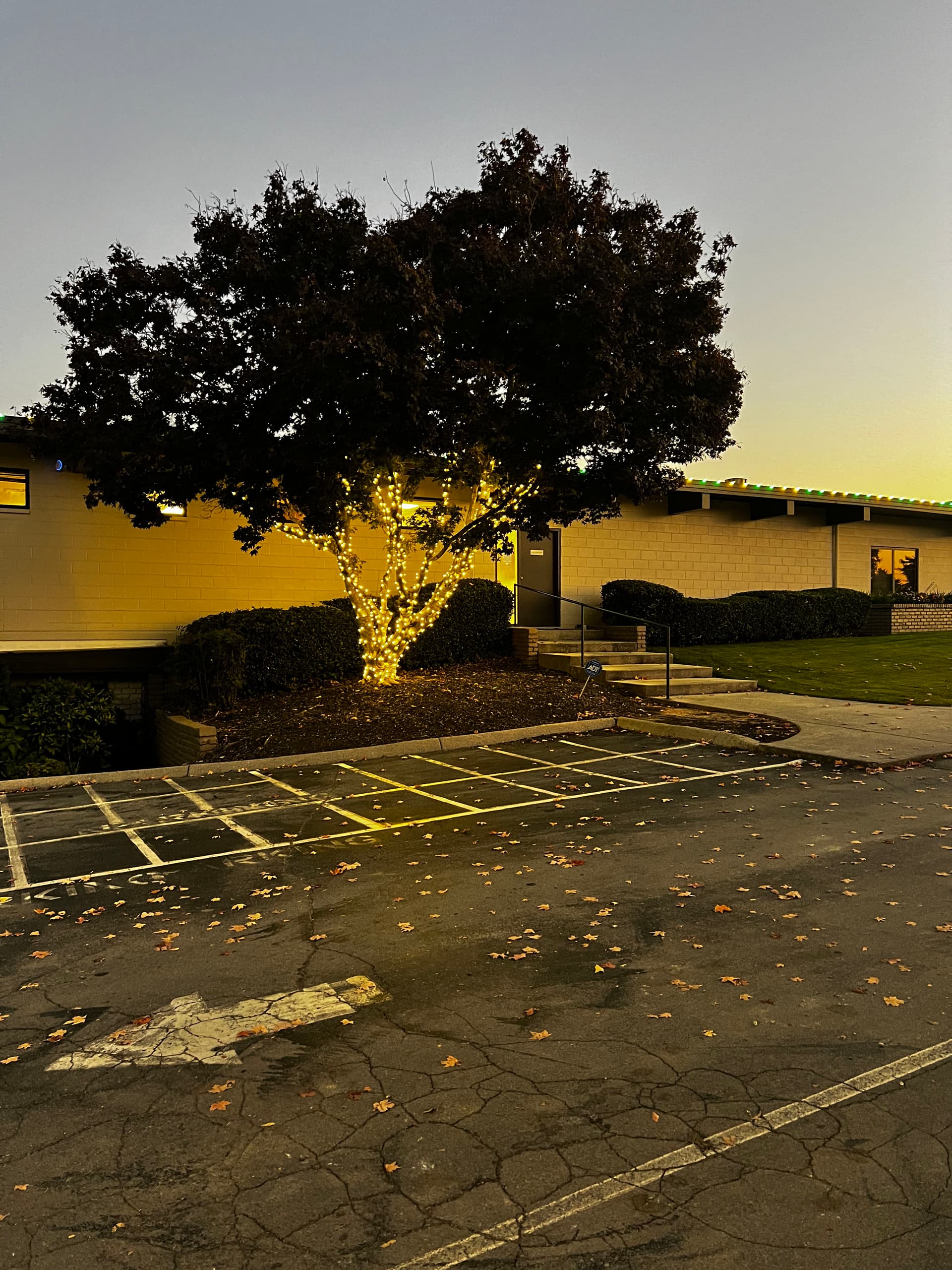 Gallery photos for Custom Tree Lighting That Makes Your Property Stand Out After Dark: Image #1