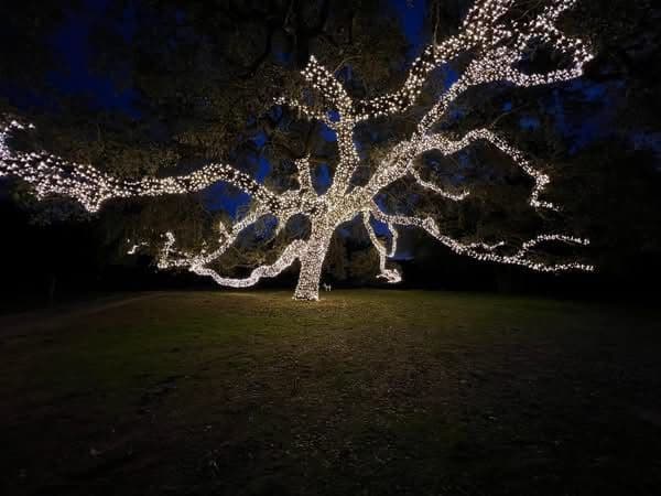 Gallery photos for Lighting Up Your Trees with Sasquatch Lighting Co: Image #1