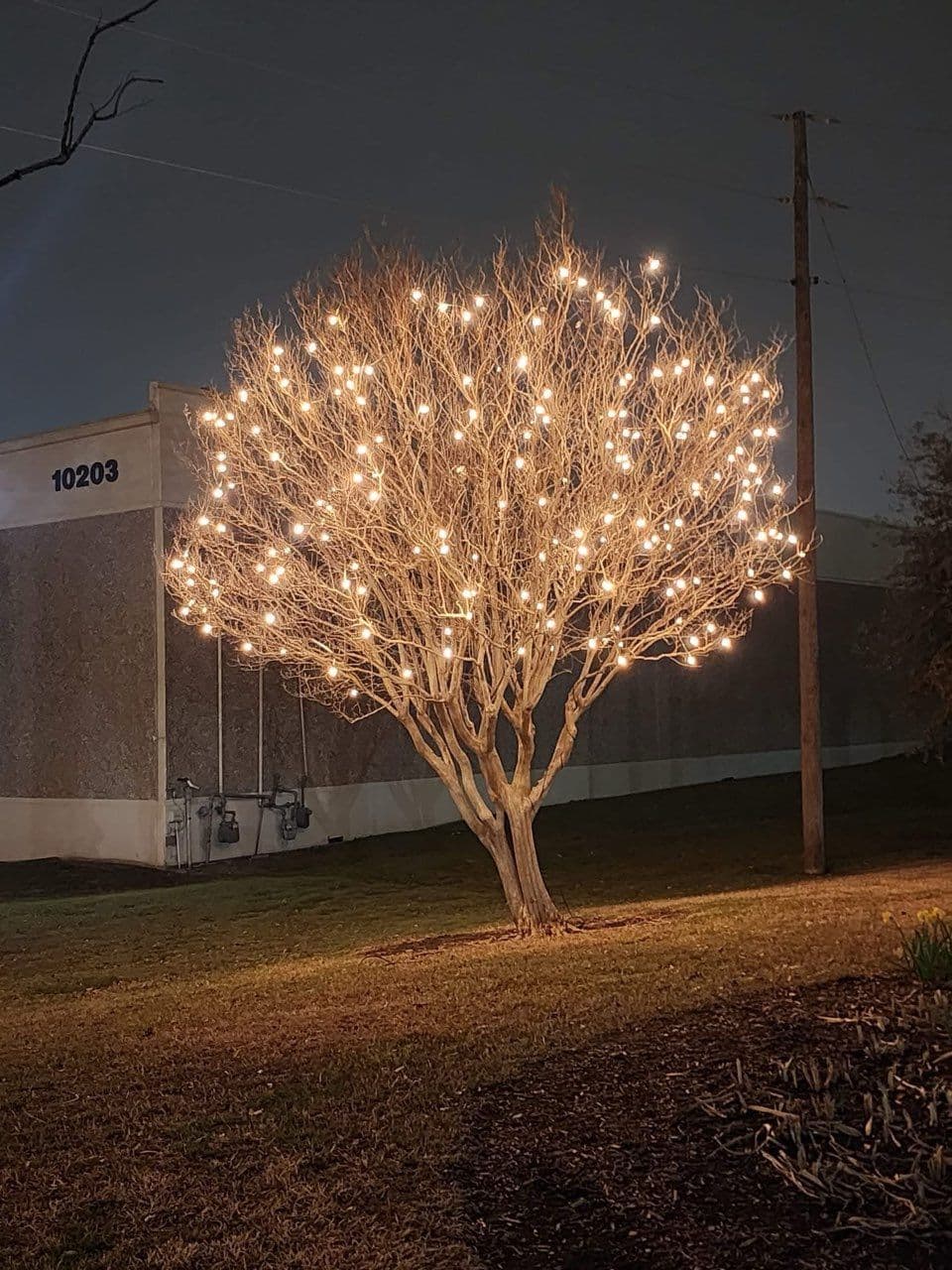 Gallery photos for Lighting Up Your Trees with Sasquatch Lighting Co: Image #2